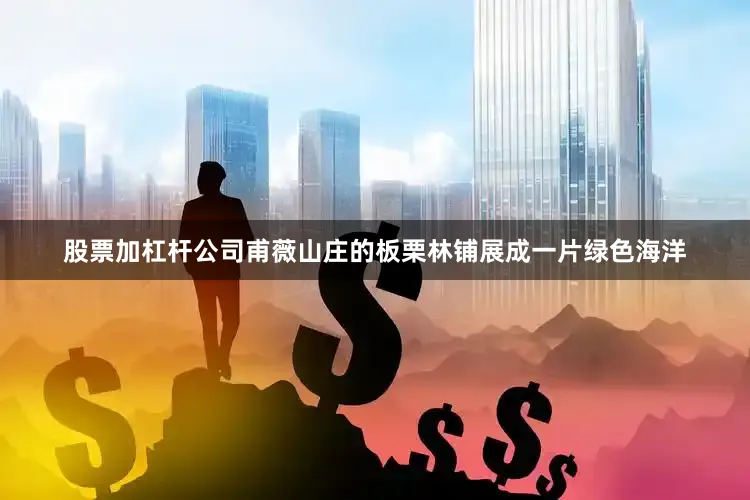 股票加杠杆公司甫薇山庄的板栗林铺展成一片绿色海洋